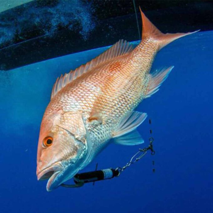 SeaQualizer red snapper release